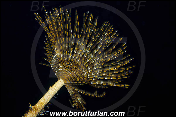Island Bisevo, Croatia, Adriatic sea, Mediterranean sea, Sabella spallanzanii, Sabella, Sabellidae, Mediterranean fanworm, Worm, Polychaeta