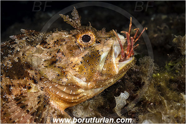 Island Vis, Croatia, Adriatic sea, Mediterranean sea, Scorpaena porcus, Scorpaena, Scorpaenidae, Brown scorpionfish, Scorpionfish, Fish, Feeding, Feeding with crab, Portrait