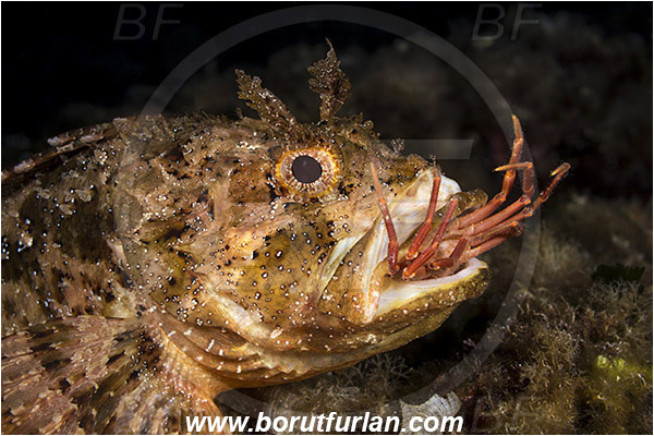 Island Vis, Croatia, Adriatic sea, Mediterranean sea, Scorpaena porcus, Scorpaena, Scorpaenidae, Brown scorpionfish, Scorpionfish, Fish, Feeding, Feeding with crab, Portrait