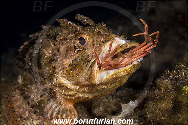 Island Vis, Croatia, Adriatic sea, Mediterranean sea, Scorpaena porcus, Scorpaena, Scorpaenidae, Brown scorpionfish, Scorpionfish, Fish, Feeding, Feeding with crab, Portrait