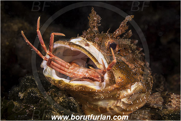 Island Vis, Croatia, Adriatic sea, Mediterranean sea, Scorpaena porcus, Scorpaena, Scorpaenidae, Brown scorpionfish, Scorpionfish, Fish, Feeding, Feeding with crab, Portrait