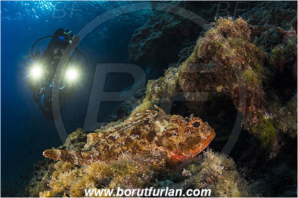 Island Vis, Croatia, Adriatic sea, Mediterranean sea, Scorpaena porcus, Scorpaena, Scorpaenidae, Brown scorpionfish, Scorpionfish, Fish, Reef, Diver, Underwater videographer