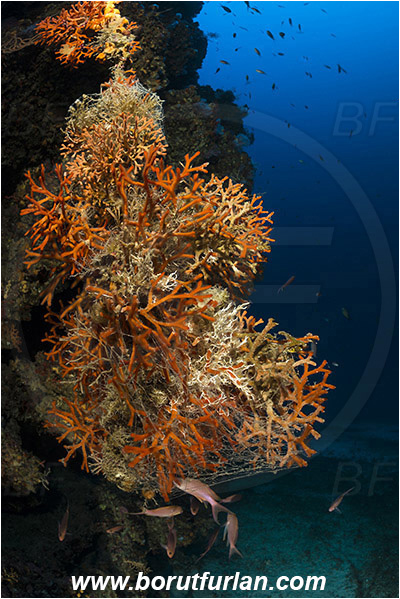 Island Bisevo, Croatia, Adriatic sea, Mediterranean sea, Pentapora fascialis, Pentapora, Bitectiporidae, Bryozoa, Bryozoan, Reef