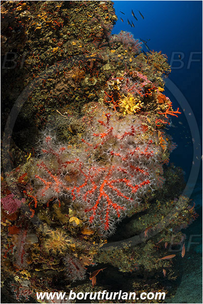 Island Bisevo, Croatia, Adriatic sea, Mediterranean sea, Corallium rubrum, Corallium, Coralliidae, Precious Coral, Red coral, Coral, Anthozoa, Cnidaria, Cnidarian, Reef