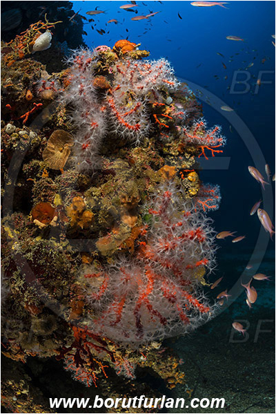 Island Bisevo, Croatia, Adriatic sea, Mediterranean sea, Corallium rubrum, Corallium, Coralliidae, Precious Coral, Red coral, Coral, Anthozoa, Cnidaria, Cnidarian, Reef