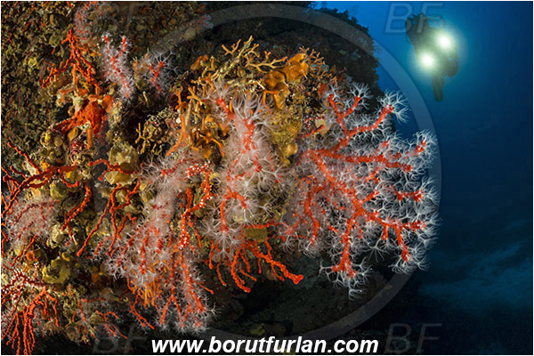 Island Bisevo, Croatia, Adriatic sea, Mediterranean sea, Corallium rubrum, Corallium, Coralliidae, Precious Coral, Red coral, Coral, Anthozoa, Cnidaria, Cnidarian, Reef, Diver