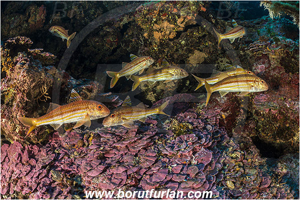 Island Bisevo, Croatia, Adriatic sea, Mediterranean sea, Mullus surmuletus, Mullus, Mullidae, Striped red mullet, Mullet, Goatfish, Fish, Fish school, Reef