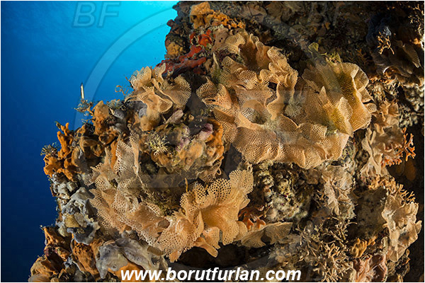 Island Bisevo, Croatia, Adriatic sea, Mediterranean sea, Reteporella beaniana, Reteporella, Phidoloporidae, Bryozoa, Bryozoan, Reef