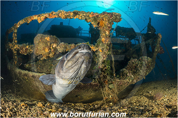 Island Vis, Croatia, Adriatic sea, Mediterranean sea, Wreck Teti, Wreck, Teti, Conger conger, Conger, Congridae, European conger, Fish, Portrait