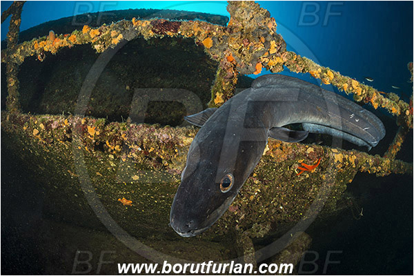 Island Vis, Croatia, Adriatic sea, Mediterranean sea, Wreck Teti, Wreck, Teti, Conger conger, Conger, Congridae, European conger, Fish