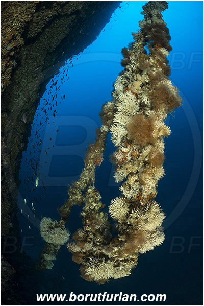 Island Svetac, Croatia, Adriatic sea, Mediterranean sea, Salmacina sp., Salmacina, Serpulidae, Colony of tangled tube worm, Worm, Polychaeta, Discarded fishing line, Fishing line, Reef, Wall