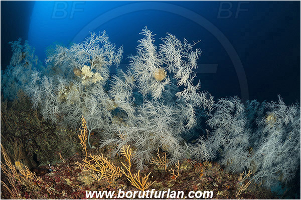 Island Svetac, Croatia, Adriatic sea, Mediterranean sea, Antipathella subpinnata, Antipathella, Myriopathidae, Mediterranean black coral, Black coral, Coral, Anthozoa, Cnidaria, Cnidarian, Reef