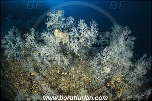 Island Svetac, Croatia, Adriatic sea, Mediterranean sea, Antipathella subpinnata, Antipathella, Myriopathidae, Mediterranean black coral, Black coral, Coral, Anthozoa, Cnidaria, Cnidarian, Reef