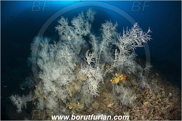 Island Svetac, Croatia, Adriatic sea, Mediterranean sea, Antipathella subpinnata, Antipathella, Myriopathidae, Mediterranean black coral, Black coral, Coral, Anthozoa, Cnidaria, Cnidarian, Reef