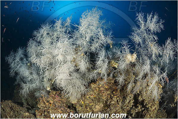Island Svetac, Croatia, Adriatic sea, Mediterranean sea, Antipathella subpinnata, Antipathella, Myriopathidae, Mediterranean black coral, Black coral, Coral, Anthozoa, Cnidaria, Cnidarian, Reef