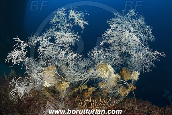 Island Svetac, Croatia, Adriatic sea, Mediterranean sea, Antipathella subpinnata, Antipathella, Myriopathidae, Mediterranean black coral, Black coral, Coral, Anthozoa, Cnidaria, Cnidarian, Reef