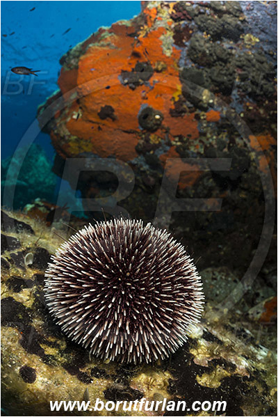 Island Brusnik, Croatia, Adriatic sea, Mediterranean sea, Sphaerechinus granularis, Sphaerechinus, Toxopneustidae, Purple Sea Urchin, Sea Urchin, Echinoidea, Echinodermata, Echinoderm, Reef