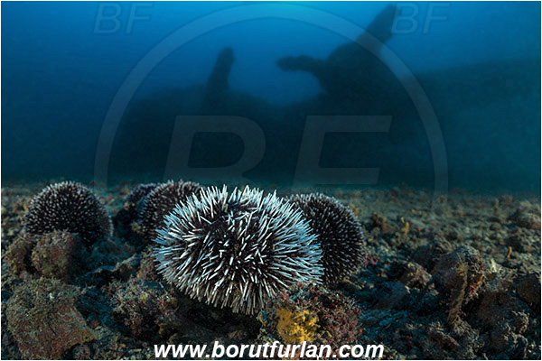 Island Vis, Croatia, Adriatic sea, Mediterranean sea, Wreck, Airplane, Bomber, B-17, Flying fortress, Sphaerechinus granularis, Sphaerechinus, Toxopneustidae, Purple Sea Urchin, Sea Urchin, Echinoidea, Echinodermata, Echinoderm