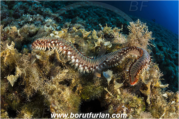 Island Vis, Croatia, Adriatic sea, Mediterranean sea, Hermodice carunculata, Hermodice, Amphinomidae, Bearded fireworm, Fireworm, Worm, Polychaeta, Reef