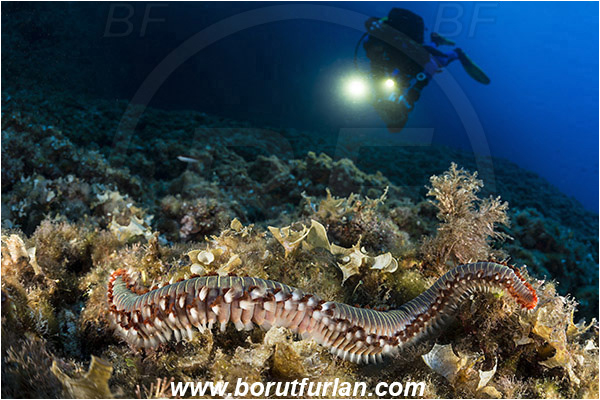Island Vis, Croatia, Adriatic sea, Mediterranean sea, Hermodice carunculata, Hermodice, Amphinomidae, Bearded fireworm, Fireworm, Worm, Polychaeta, Reef, Diver, Underwater videographer