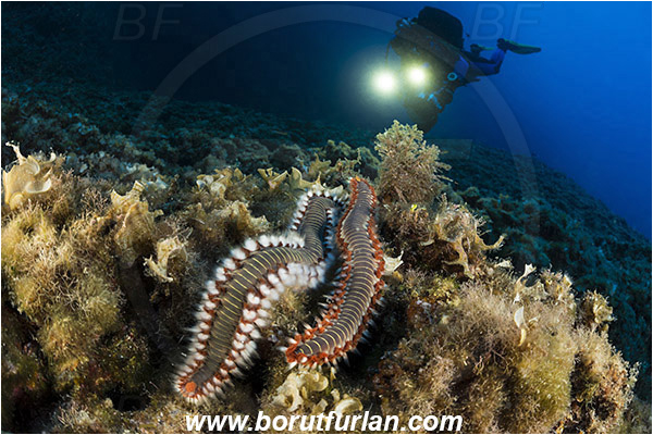 Island Vis, Croatia, Adriatic sea, Mediterranean sea, Hermodice carunculata, Hermodice, Amphinomidae, Bearded fireworm, Fireworm, Worm, Polychaeta, Reef, Diver, Underwater videographer