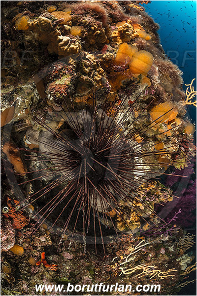 Island Svetac, Croatia, Adriatic sea, Mediterranean sea, Centrostephanus longispinus, Centrostephanus, Diadematidae, Hatpin urchin, Diadema urchin, Echinoidea, Echinodermata, Echinoderm, Reef