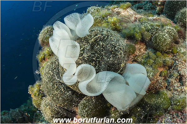 Island Svetac, Croatia, Adriatic sea, Mediterranean sea, Eggs, Sea snail eggs, Gastropoda, Mollusca