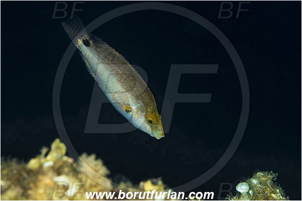 Island Vis, Croatia, Adriatic sea, Mediterranean sea, Symphodus mediterraneus, Symphodus, Labridae, Axillary wrasse, Wrasse, Fish