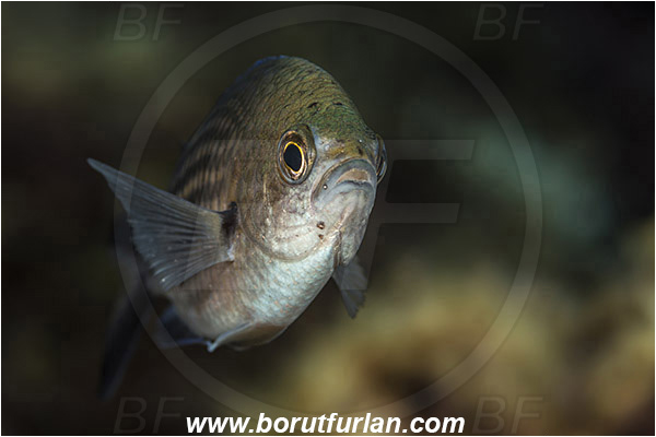 Island Vis, Croatia, Adriatic sea, Mediterranean sea, Chromis chromis, Chromis, Pomacentridae, Mediterranean damselfish, Damselfish, Fish