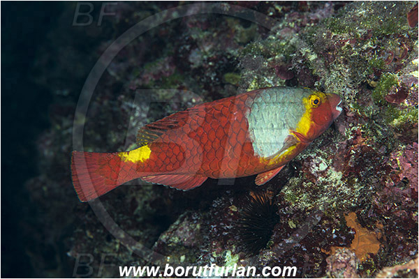 Island Vis, Croatia, Adriatic sea, Mediterranean sea, Sparisoma cretense, Sparisoma, Scaridae, Mediterranean parrotfish, Parrotfish, Wrasse, Fish, Female