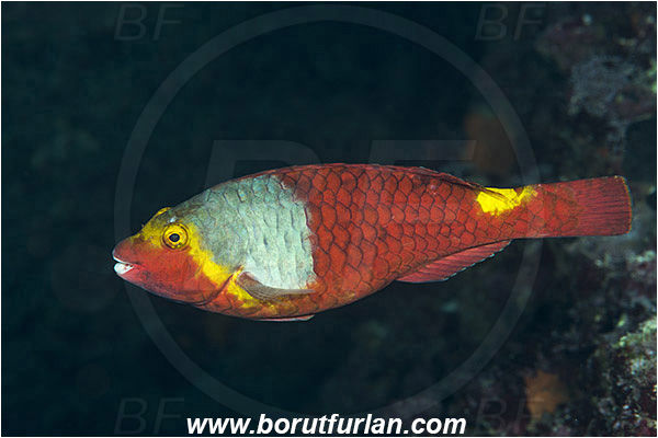 Island Vis, Croatia, Adriatic sea, Mediterranean sea, Sparisoma cretense, Sparisoma, Scaridae, Mediterranean parrotfish, Parrotfish, Wrasse, Fish, Female