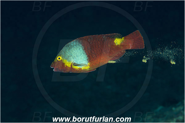 Island Vis, Croatia, Adriatic sea, Mediterranean sea, Sparisoma cretense, Sparisoma, Scaridae, Mediterranean parrotfish, Parrotfish, Wrasse, Fish, Female, Defecation