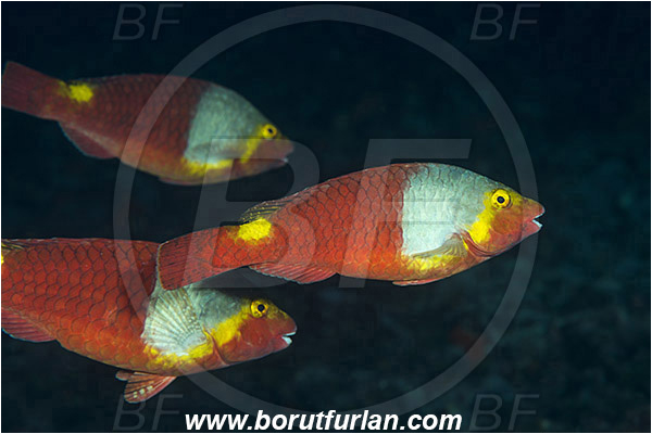 Island Vis, Croatia, Adriatic sea, Mediterranean sea, Sparisoma cretense, Sparisoma, Scaridae, Mediterranean parrotfish, Parrotfish, Wrasse, Fish, Female