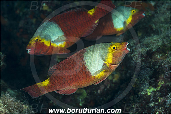 Island Vis, Croatia, Adriatic sea, Mediterranean sea, Sparisoma cretense, Sparisoma, Scaridae, Mediterranean parrotfish, Parrotfish, Wrasse, Fish, Female