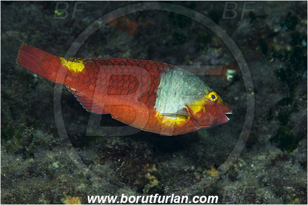 Island Vis, Croatia, Adriatic sea, Mediterranean sea, Sparisoma cretense, Sparisoma, Scaridae, Mediterranean parrotfish, Parrotfish, Wrasse, Fish, Female