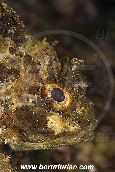 Island Vis, Croatia, Adriatic sea, Mediterranean sea, Scorpaena porcus, Scorpaena, Scorpaenidae, Brown scorpionfish, Scorpionfish, Fish, Portrait