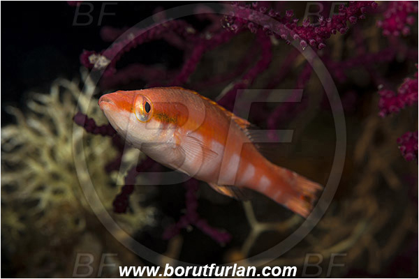 Island Vis, Croatia, Adriatic sea, Mediterranean sea, Lappanella fasciata, Lappanella, Labridae, Lappanella wrasse, Wrasse, Fish