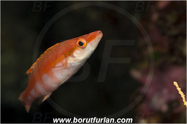 Island Vis, Croatia, Adriatic sea, Mediterranean sea, Lappanella fasciata, Lappanella, Labridae, Lappanella wrasse, Wrasse, Fish