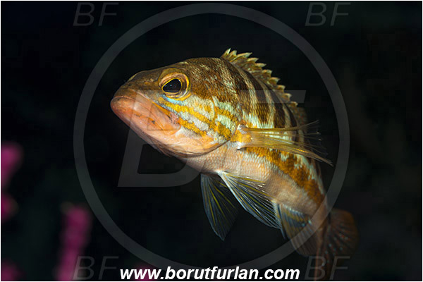 Island Vis, Croatia, Adriatic sea, Mediterranean sea, Serranus cabrilla, Serranus, Serranidae, Comber, Fish