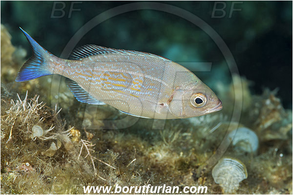 Island Vis, Croatia, Adriatic sea, Mediterranean sea, Spondyliosoma cantharus, Spondyliosoma, Sparidae, Black seabream, Seabream, Fish