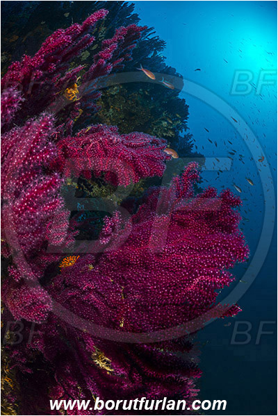 Island Hvar, Croatia, Adriatic sea, Mediterranean sea, Paramuricea clavata, Paramuricea, Plexauridae, Mediterranean gorgonian, Sea fan, Coral, Cnidaria, Cnidarian, Reef