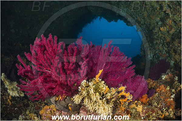 Island Hvar, Croatia, Adriatic sea, Mediterranean sea, Paramuricea clavata, Paramuricea, Plexauridae, Mediterranean gorgonian, Sea fan, Coral, Cnidaria, Cnidarian, Reef, Window, Cave