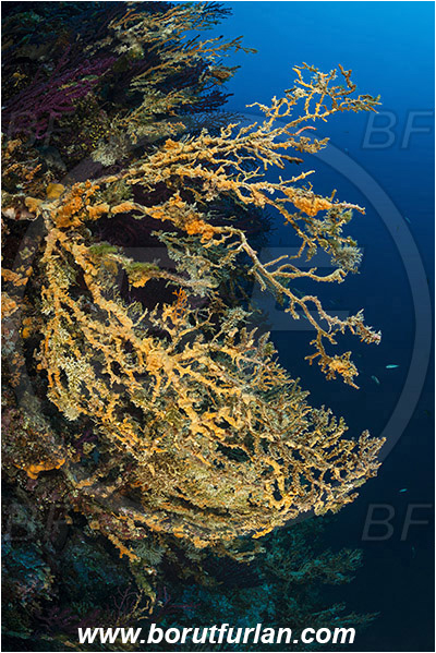 Island Hvar, Croatia, Adriatic sea, Mediterranean sea, Paramuricea clavata, Paramuricea, Plexauridae, Mediterranean gorgonian, Sea fan, Coral, Cnidaria, Cnidarian, Reef, Dead gorgonian