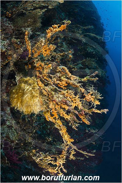 Island Hvar, Croatia, Adriatic sea, Mediterranean sea, Paramuricea clavata, Paramuricea, Plexauridae, Mediterranean gorgonian, Sea fan, Coral, Cnidaria, Cnidarian, Reef, Dead gorgonian