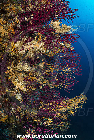 Island Hvar, Croatia, Adriatic sea, Mediterranean sea, Paramuricea clavata, Paramuricea, Plexauridae, Mediterranean gorgonian, Sea fan, Coral, Cnidaria, Cnidarian, Reef, Dying gorgonians