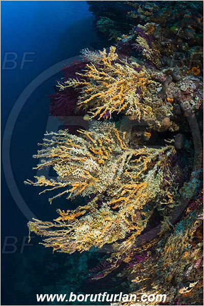 Island Hvar, Croatia, Adriatic sea, Mediterranean sea, Paramuricea clavata, Paramuricea, Plexauridae, Mediterranean gorgonian, Sea fan, Coral, Cnidaria, Cnidarian, Reef, Dead gorgonian