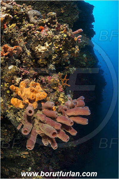 Island Hvar, Croatia, Adriatic sea, Mediterranean sea, Haliclona (Reniera) mediterranea, Haliclona, Chalinidae, Sponge, Porifera, Reef, Wall