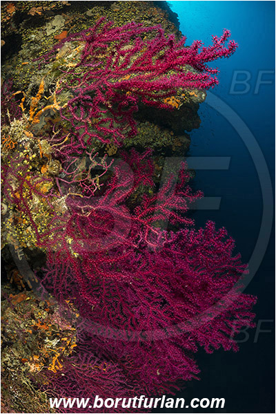 Island Hvar, Croatia, Adriatic sea, Mediterranean sea, Paramuricea clavata, Paramuricea, Plexauridae, Mediterranean gorgonian, Sea fan, Coral, Cnidaria, Cnidarian, Reef