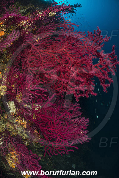 Island Hvar, Croatia, Adriatic sea, Mediterranean sea, Paramuricea clavata, Paramuricea, Plexauridae, Mediterranean gorgonian, Sea fan, Coral, Cnidaria, Cnidarian, Reef