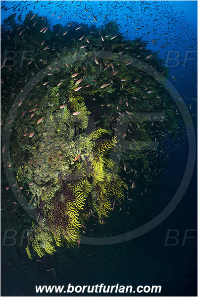 Island Susac, Croatia, Adriatic sea, Mediterranean sea, Paramuricea clavata, Paramuricea, Plexauridae, Mediterranean gorgonian, Sea fan, Coral, Cnidaria, Cnidarian, Anthias anthias, Anthias, Serranidae, Swallowtail seaperch, Seaperch, Fish, Fish school, Reef, Deep reef, -90 m
